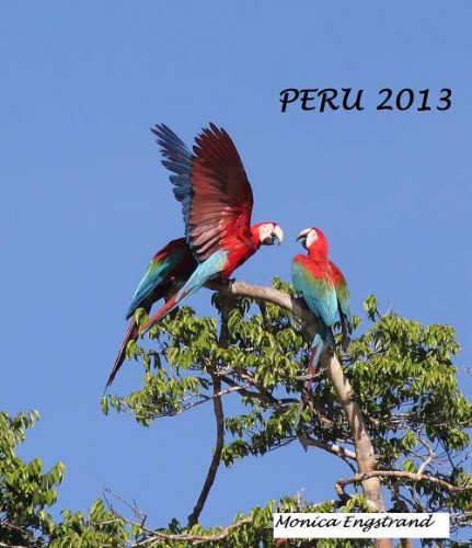 Red-and-green Macaws-500